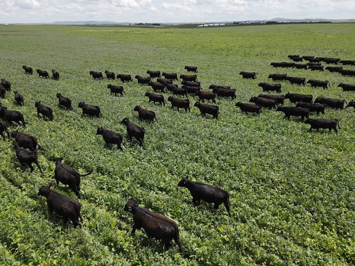 Jorgensen Land and Cattle near Ideal, SD, grazes cattle on about 40-45% of its cropland. Nick Jorgensen said that grazing cattle improves his crop yields and adds about 25% more soil organic matter per year when compared to the cropland he can’t graze. Courtesy photo.