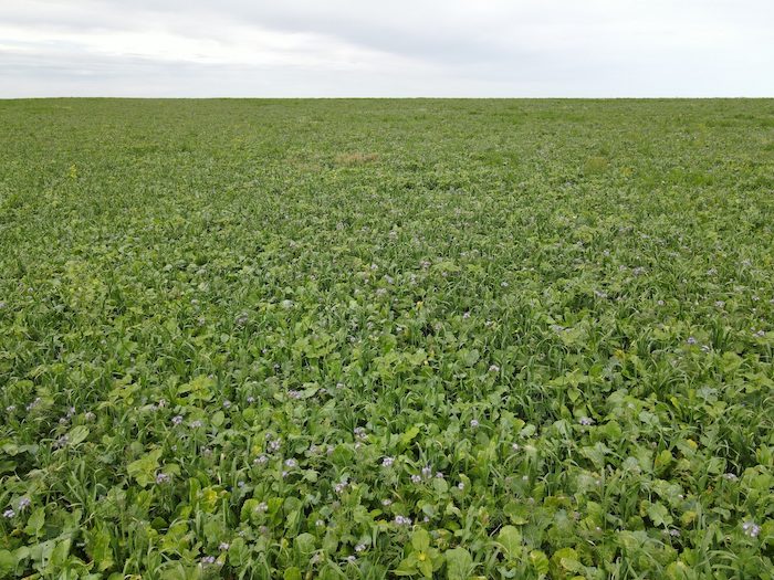 Jorgensen Land and Cattle near Ideal, SD, includes a cover crop like this one in its 5- to 7-year crop rotation. The cover crop reduces weed pressure, provides additional forage for cattle, and helps grow the soil microbial community. Courtesy photo.