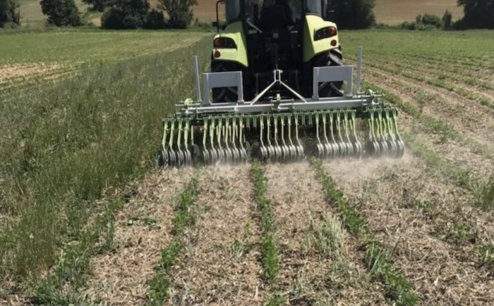 The Roll-N-Sem in action, a cover crop roller from France with the flexibility to move with the terrain and the customization necessary to flatten cover crops in between rows of growing cash crops. 
