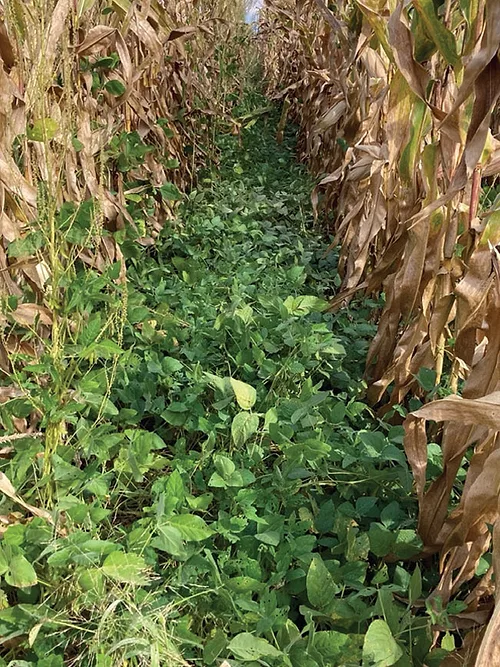 Soybean Floor Crop Solar Corridor Crop System.jpeg
