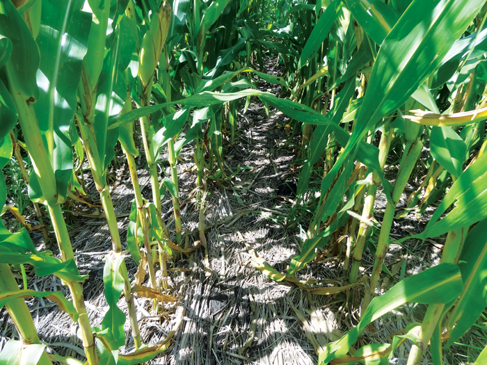 Yellow-Lower-Corn-Leaves