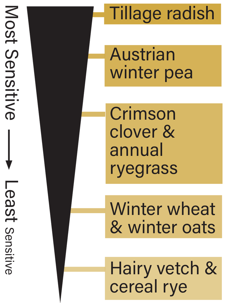 Tips for Managing Herbicide Carry Over with Cover Crops