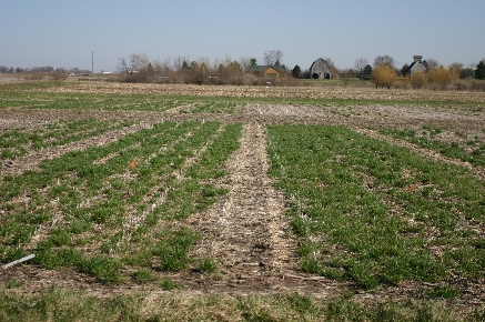 Comparison of winter cover crop self-seeding following soybean harvest