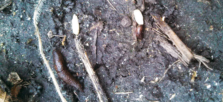 Slugs and Seed