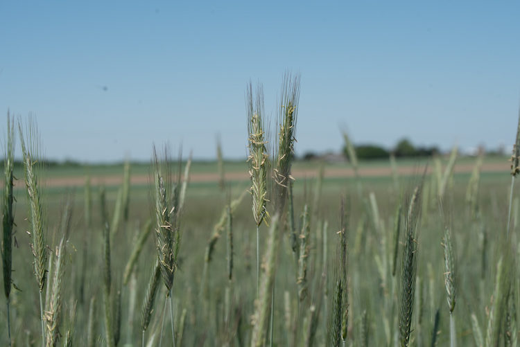 cereal rye anthesis