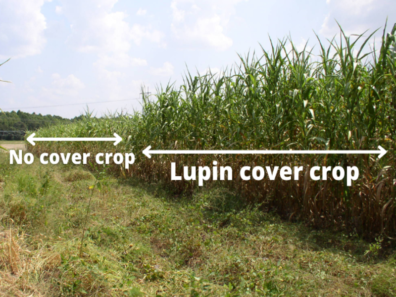 comparison of two sorghum plots, one considerably smaller with no cover crop and one muhc larger with Lupin cover crop