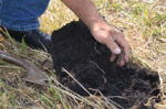 healthy Iowa soil