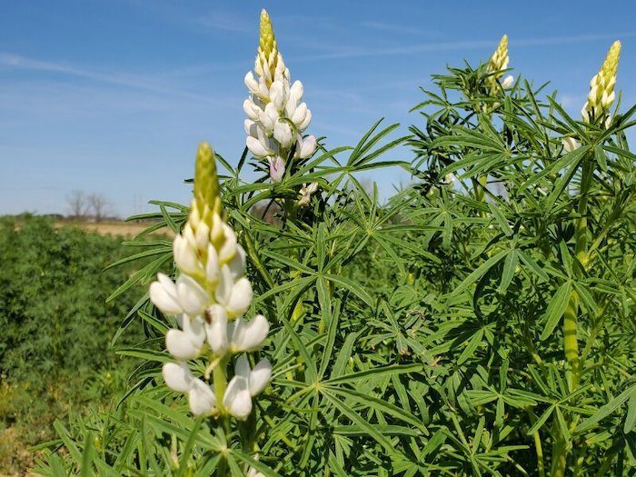 lupin as cover crop