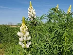 lupin as cover crop