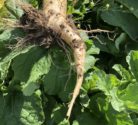 radish exhibiting signs of compaction