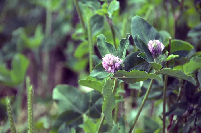red clover