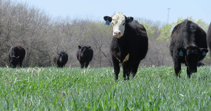 cattle-grazing-rye-cover-crop-2.jpg