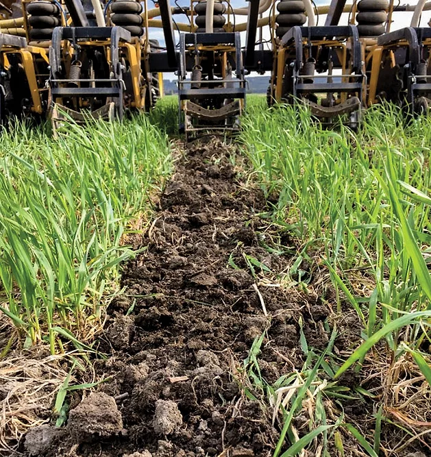 Strip-tilling-corn-and-cover-cropping.jpg