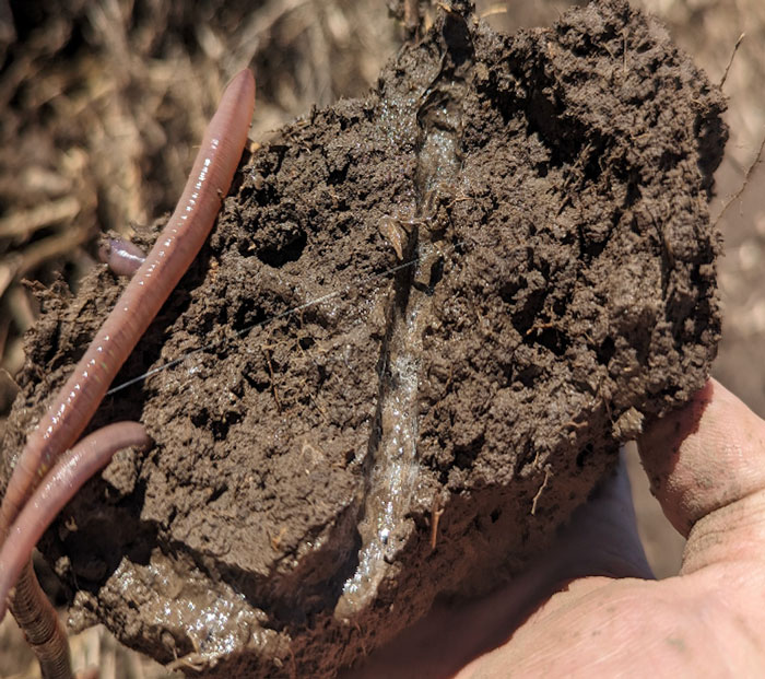 Compacted Native Conquering Compaction: Why 4 Weeks Without Living Roots is Too Long