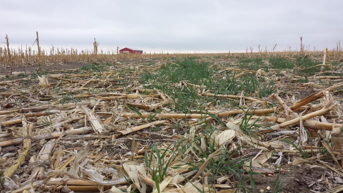 Rye cover crop April