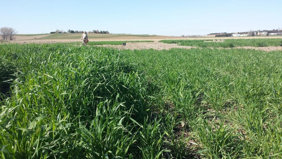 Rye cover crop comparison