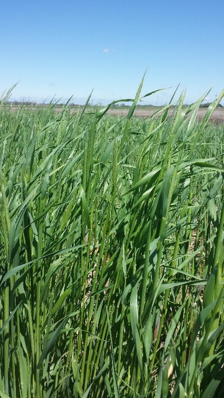 Rye cover crop heading