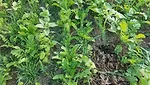 Cover Crop Termination .jpeg