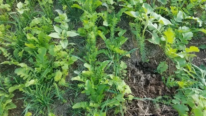 Cover Crop Termination .jpeg